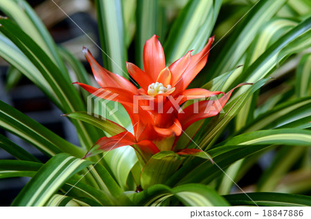 Urn Plant or Bromeliad. 18847886