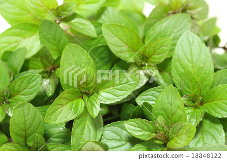薄荷 薄荷 18848122