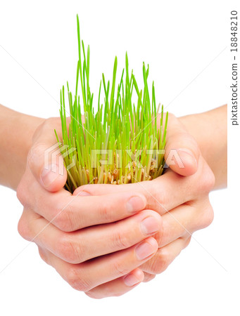 Green grass in woman's hands on white background 18848210