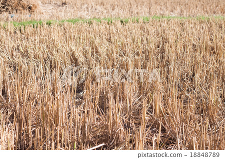 Harvested rice in rice field in Thailand Harvested rice in rice field in Thailand 18848789