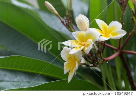 white frangipani plumeria tropical flower 18849247