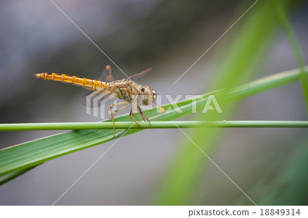 A skimmer dragonfly (Sympetrum sp.) 18849314