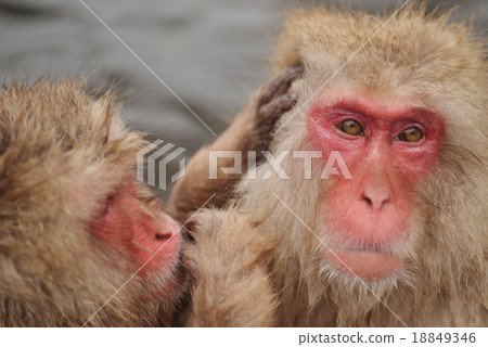 Monkey Festival year-round hot spring New Year's material zodiac sign 2016 18849346
