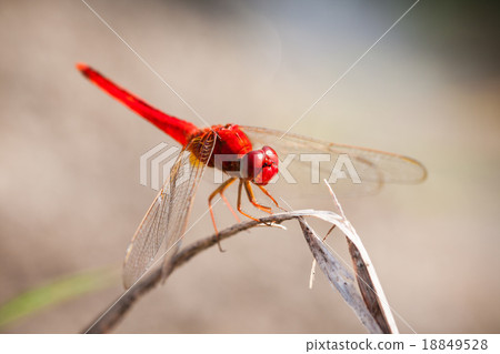 A red dragonfly at rest Sympetrum vulgatum 18849528