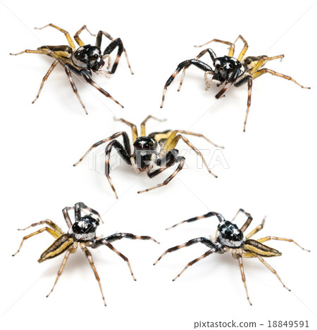 isolated of jumper spider on white background 18849591