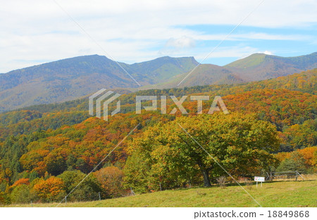 Tsumagoi ranch Tsumagoi ranch 18849868