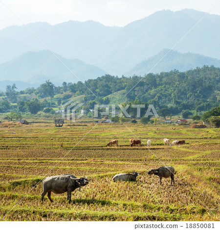 Water buffalos in the field of Northern Thailand 18850081
