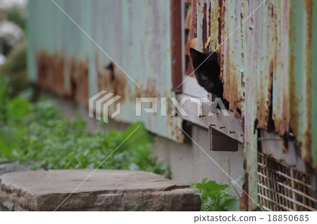 都喜歡？ 18850685