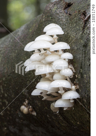 Porcelain fungus (Oudemansiella mucida) Porcelain fungus (Oudemansiella mucida) 18851749