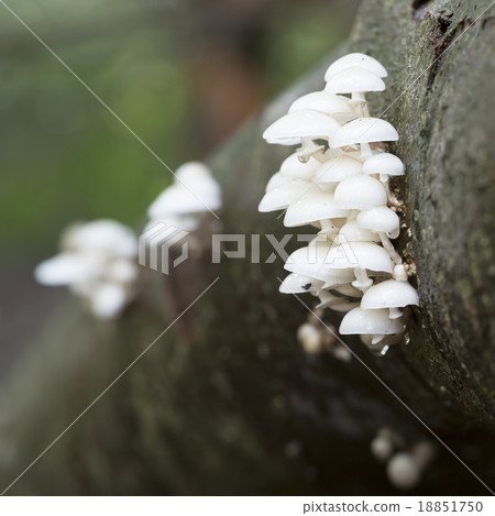 Porcelain fungus (Oudemansiella mucida) Porcelain fungus (Oudemansiella mucida) 18851750