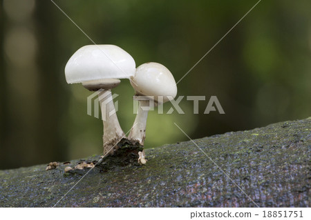 Porcelain fungus (Oudemansiella mucida) Porcelain fungus (Oudemansiella mucida) 18851751