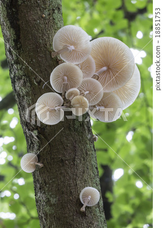 Porcelain fungus (Oudemansiella mucida) 18851753