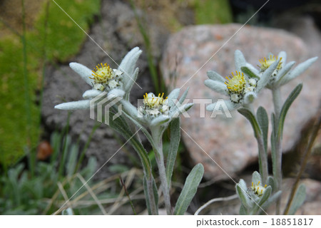 edelweisses in nature edelweisses in nature 18851817