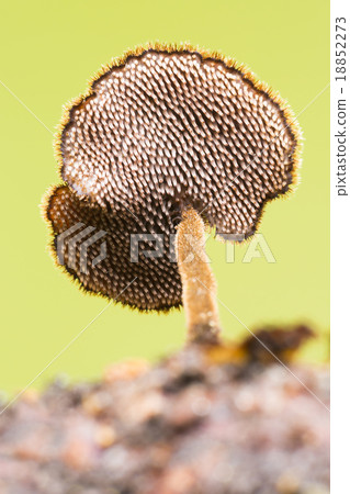 Pinecone mushroom (Auriscalpium vulgare) 18852273