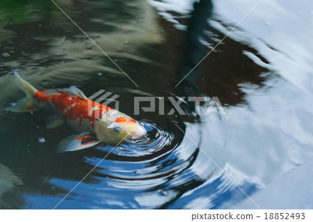Fancy carp fish breathing on the pool's surface 18852493