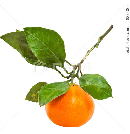 brunch with fresh abkhazian tangerine isolated 18852863