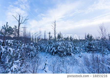 Forest Covered by Snow in Winter Landscape 18853216