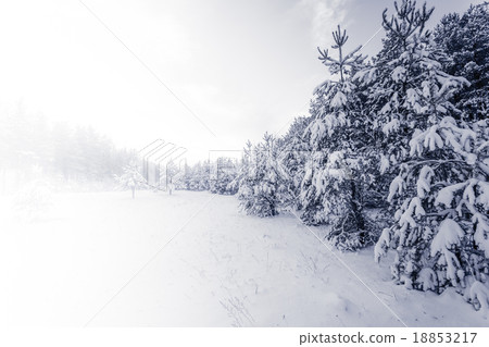 Forest Covered by Snow in Winter Landscape 18853217