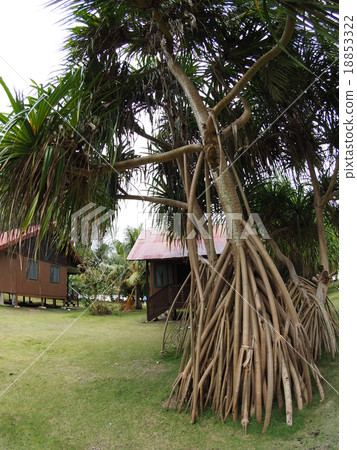 A peculiar plant of the southern country with a pillar root of Palau-Karp Island A peculiar plant of the southern country with a pillar root of Palau-Karp Island 18853322
