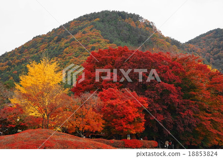 11月河口湖秋葉節17秋葉 18853824