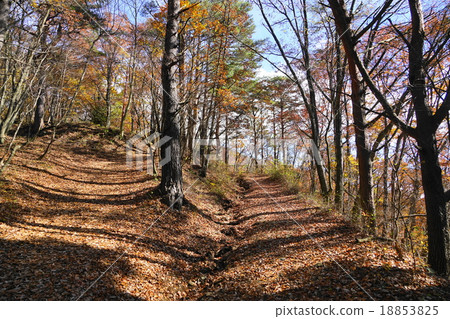 November Komonakidai · Narusawa village 01 deciduous leaves 18853825