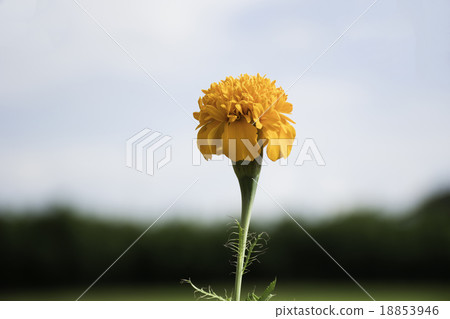 marigold  on blur nature bckground 18853946