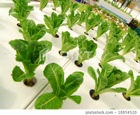 Hydroponic organic vegetable Hydroponic organic vegetable 18854520