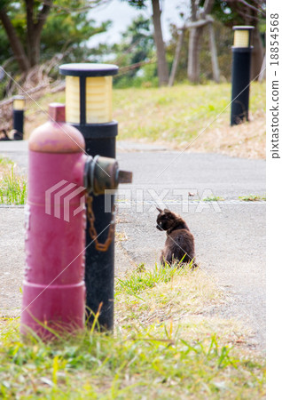 Tashiro Island | Scenery with a cat 18854568
