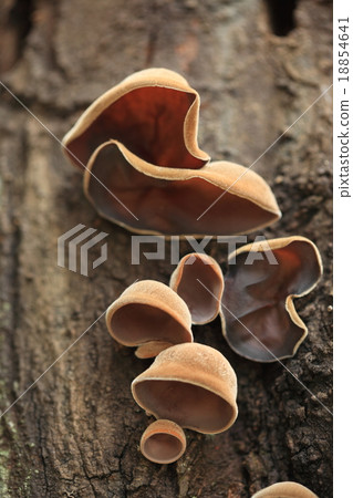 It is said that I prefer natural mushrooms, Elder elk but found it in a decaying tree of Egonoki 18854641