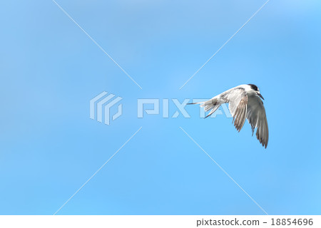 Little tern flying with wings down in real nature 18854696