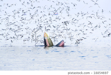 Bryde's whale in gulf of Thailand Bryde's whale in gulf of Thailand 18854697