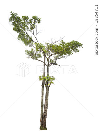 Green Tree isolated on white 18854711