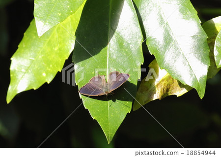 生物昆蟲Murasaki Swallows,來自千葉縣的男性陽光充足的aoki。男性比女性更溫和 生物昆蟲Murasaki Swallows,來自千葉縣的男性陽光充足的aoki。男性比女性更溫和 18854944