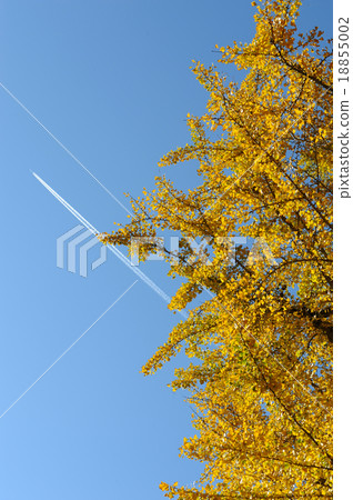 Gingko and airplane cloud 18855002
