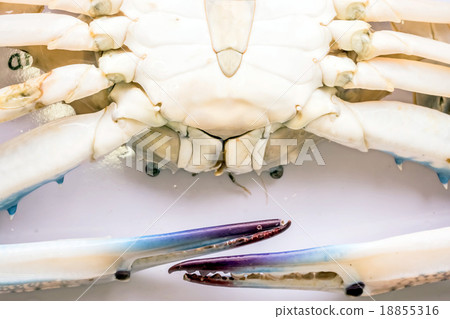 Crab Crab 18855316