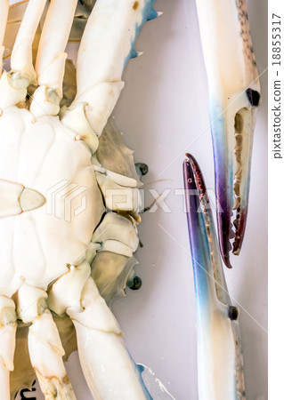 Crab Crab 18855317