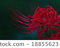 Cluster amaryllis Cluster amaryllis 18855623