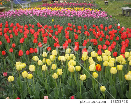 鬱金香領域 18855728