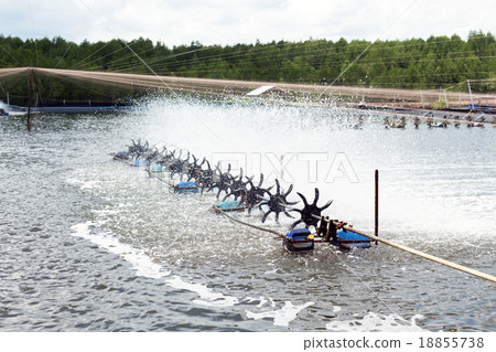 Water turbines on Shrimp ponds Water turbines on Shrimp ponds 18855738
