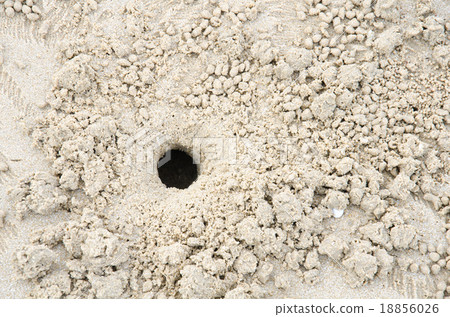 Crab holes on the Beach,Thailand 18856026