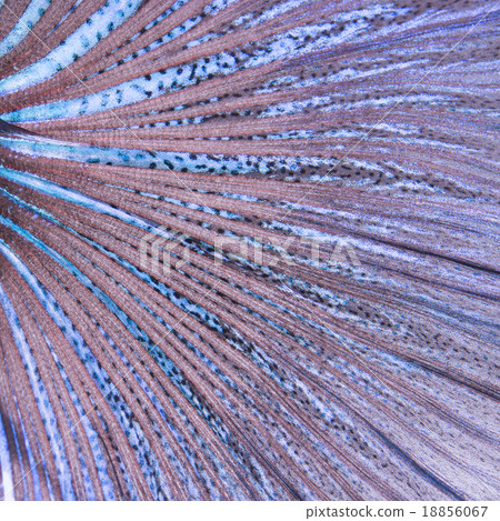 betta tail fish abstract betta tail fish abstract 18856067