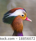 head of Mandarin duck 18856072