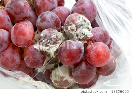 fungus on red grape fungus on red grape 18856093