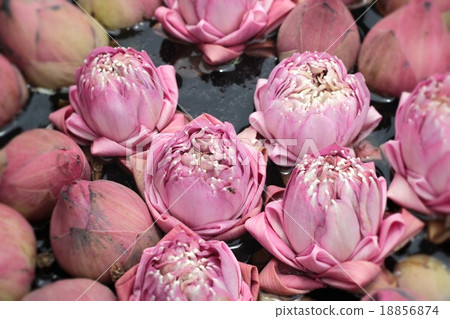 Close up pink lotus flower Close up pink lotus flower 18856874