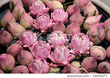 Close up pink lotus flower Close up pink lotus flower 18856875