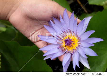 Close up colorful of lotus flower Close up colorful of lotus flower 18856876