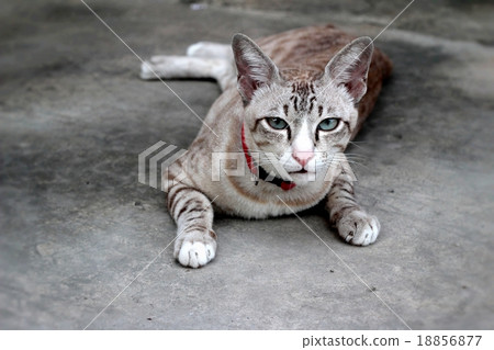 Cat beautiful sitting and looking Cat beautiful sitting and looking 18856877