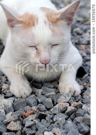 Cat sleeping Cat sleeping 18856878