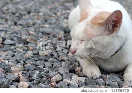Cat sleeping Cat sleeping 18856879