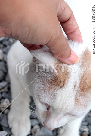 Cat sleeping Cat sleeping 18856880